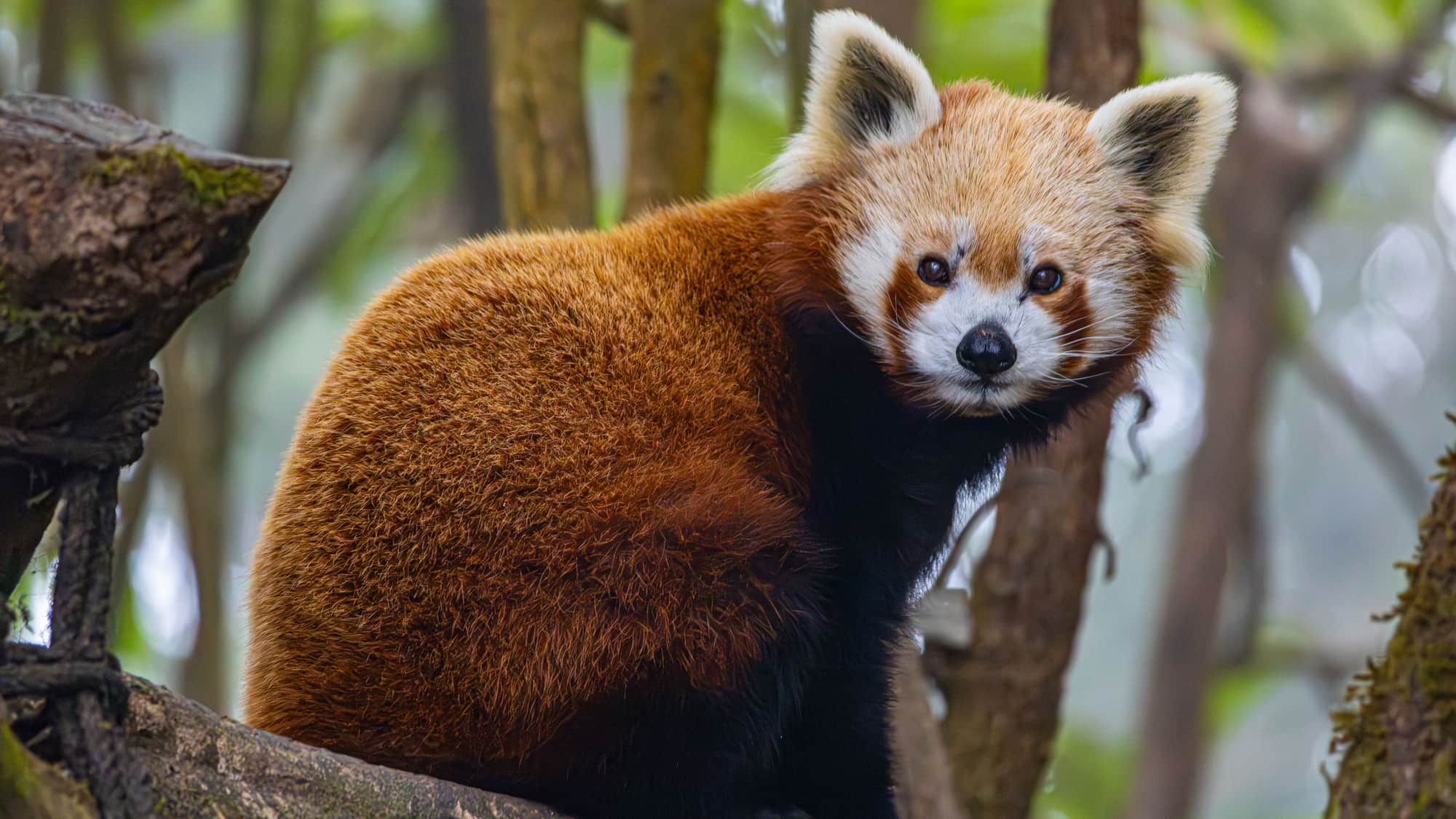 Arunachal Pradesh — Orbitz Holidays domestic tour
