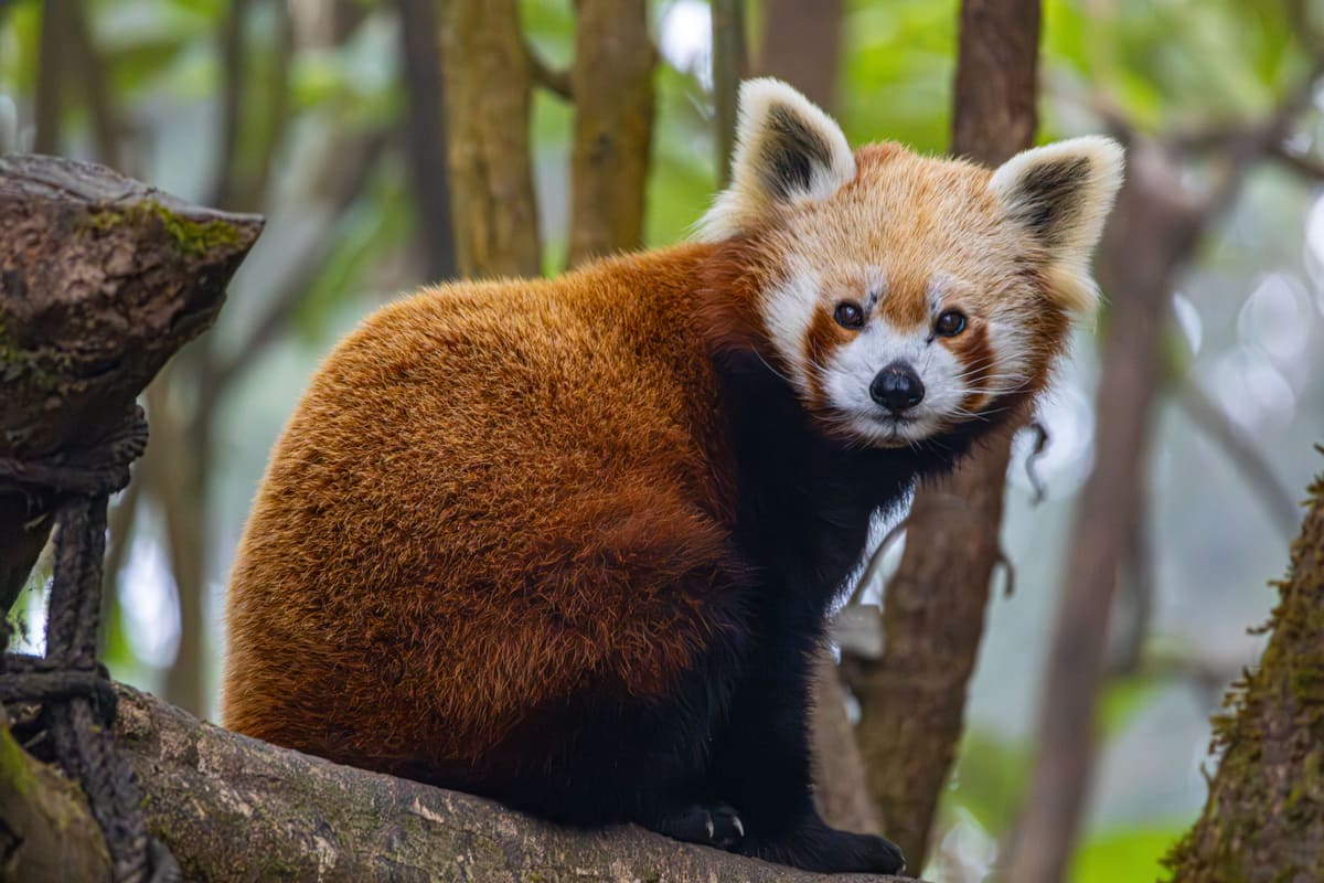 Namdapha National Park, Arunachal Pradesh