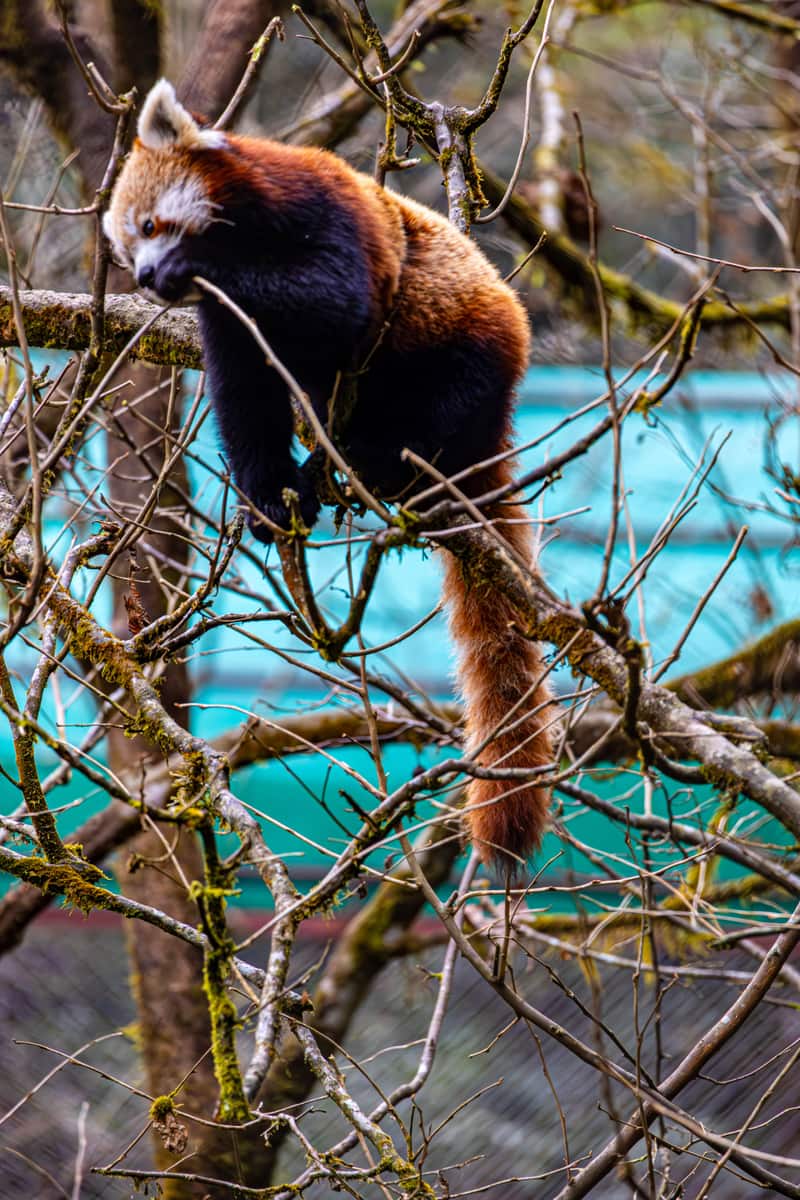 Namdapha National Park, Arunachal Pradesh