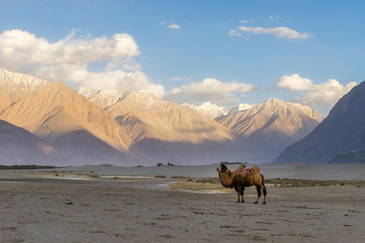 Nubra Valley & Diskit Monastery, Kashmir – Leh – Ladakh
