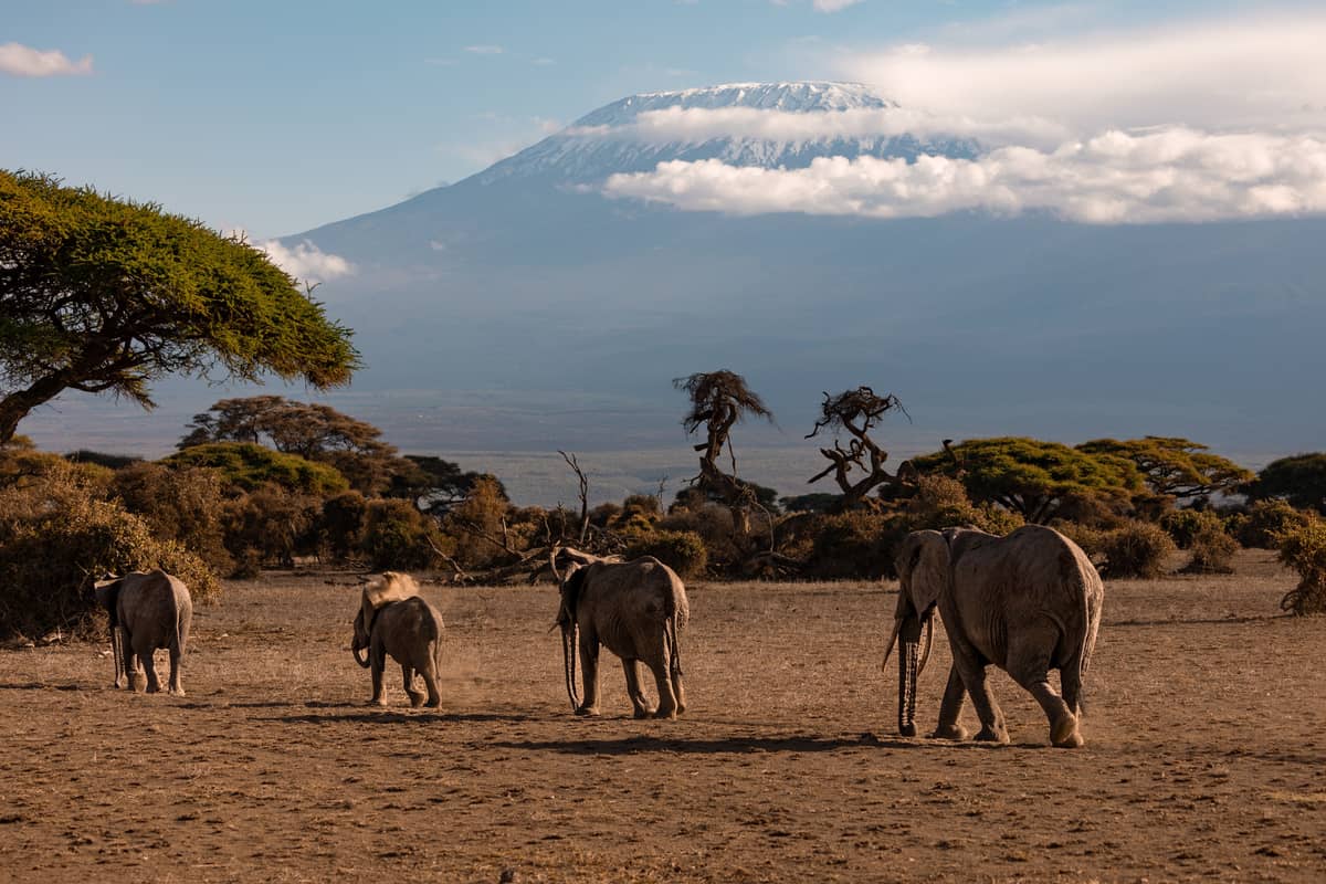 Amboseli National Park, Kenya + Tanzania