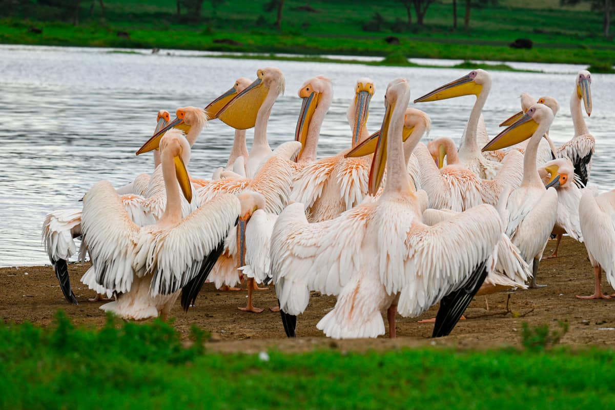 Lake Nakuru, Kenya + Tanzania