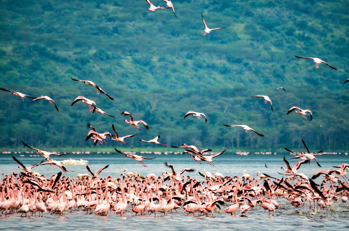 Lake Nakuru, Kenya + Tanzania