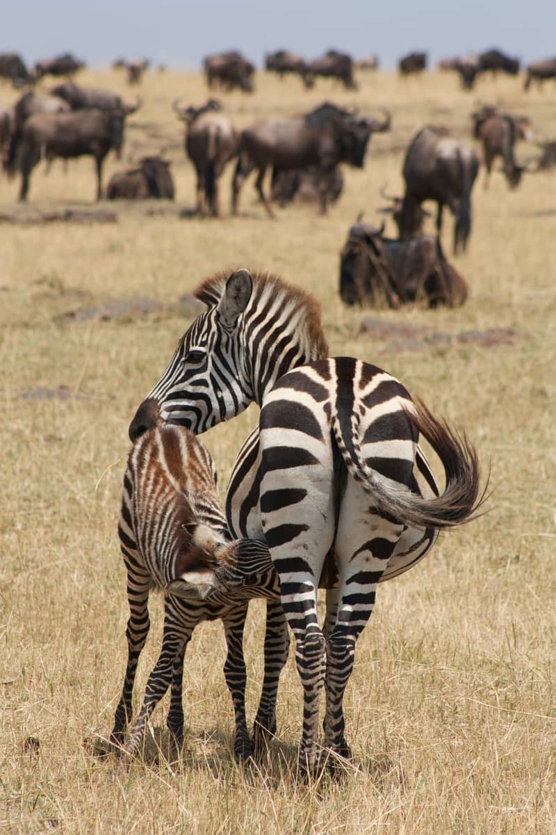 Maasai Mara National Reserve, Kenya + Tanzania