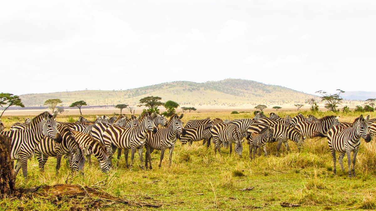 Serengeti National Park, Kenya + Tanzania