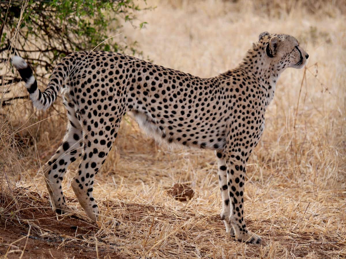 Tarangire National Park, Kenya + Tanzania