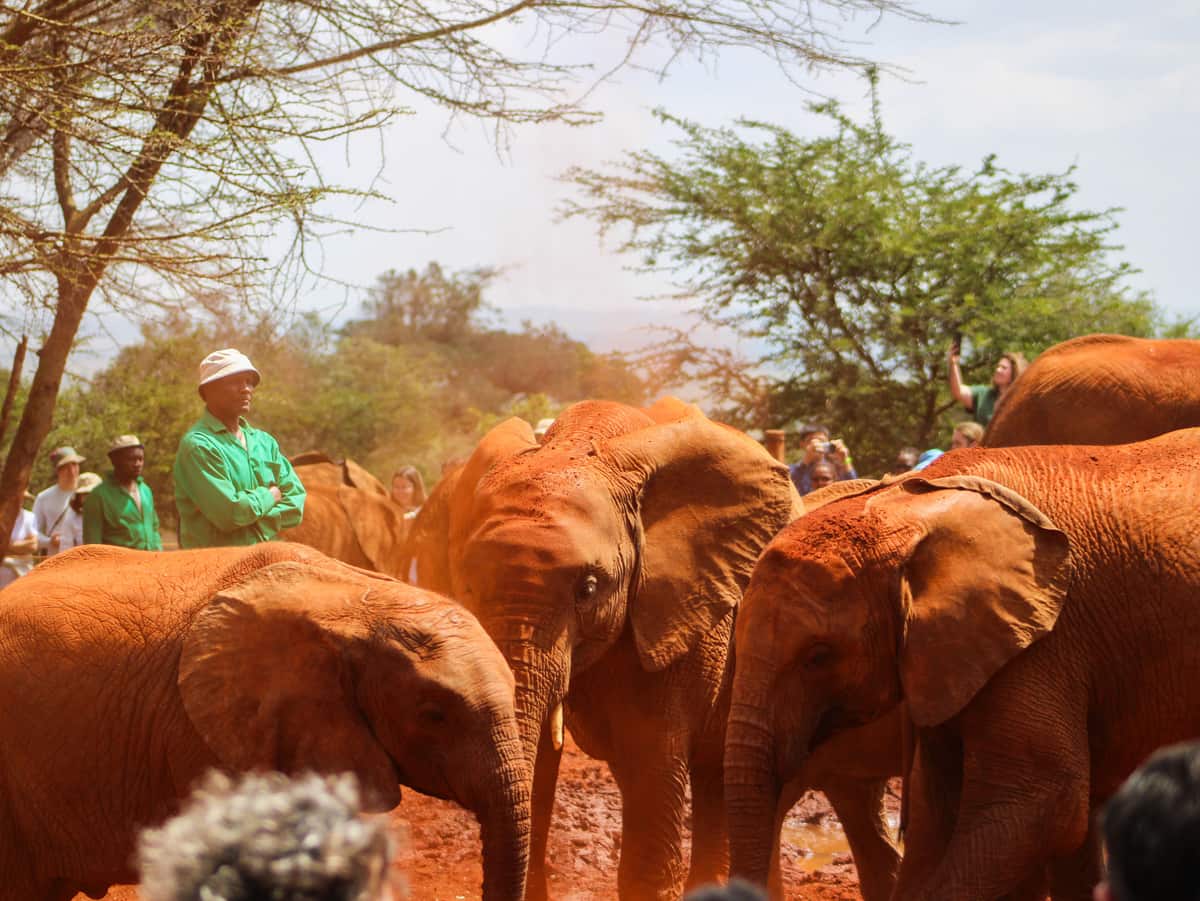 David Sheldrick Wildlife Trust, Kenya