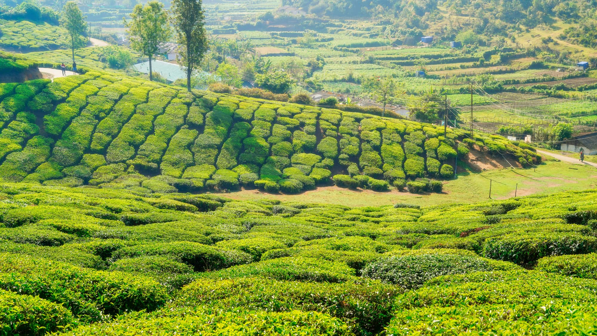Kerala — Orbitz Holidays domestic tour