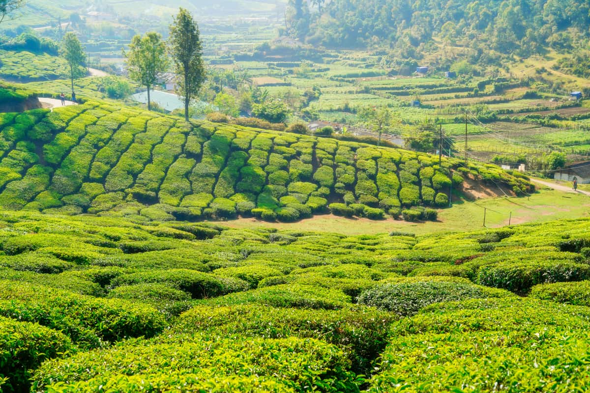 Munnar tea gardens, Kerala