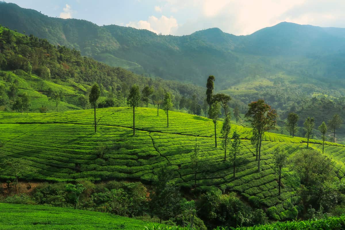 Munnar tea gardens, Kerala