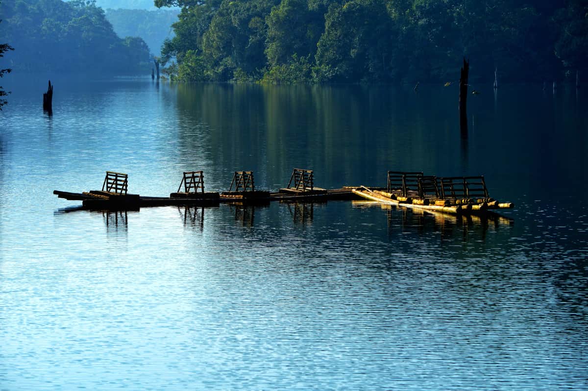 Periyar Wildlife Sanctuary, Thekkady, Kerala