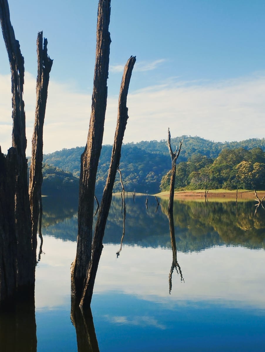 Periyar Wildlife Sanctuary, Thekkady, Kerala