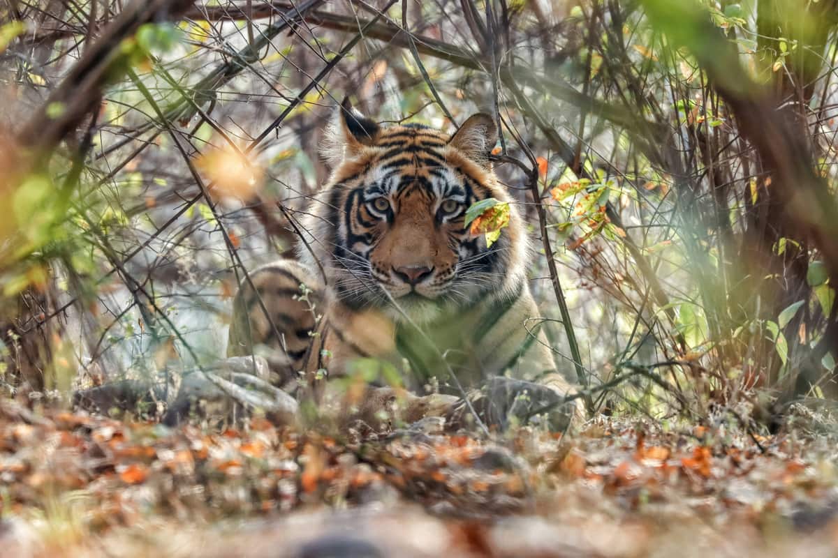 Bandhavgarh National Park, Madhya Pradesh