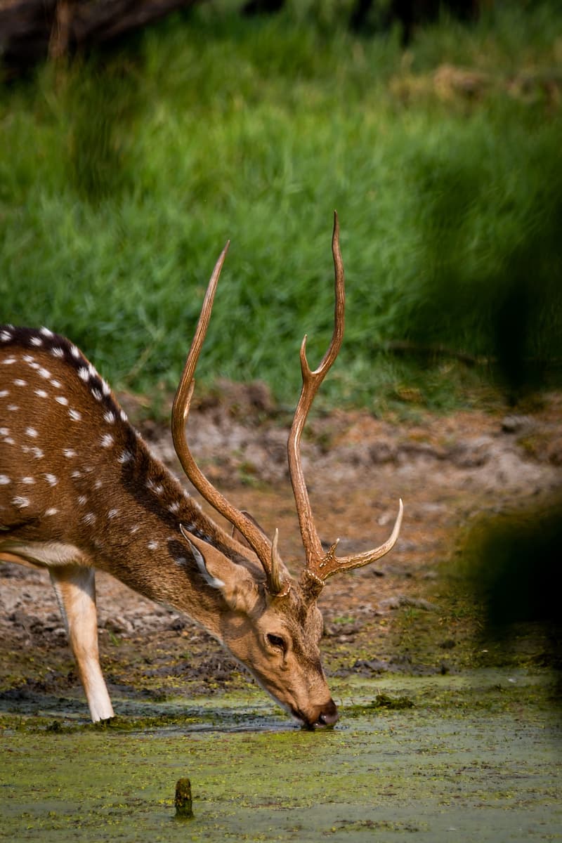Bandhavgarh National Park, Madhya Pradesh