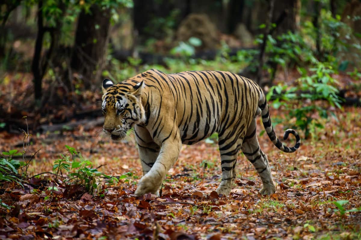 Kanha National Park, Madhya Pradesh