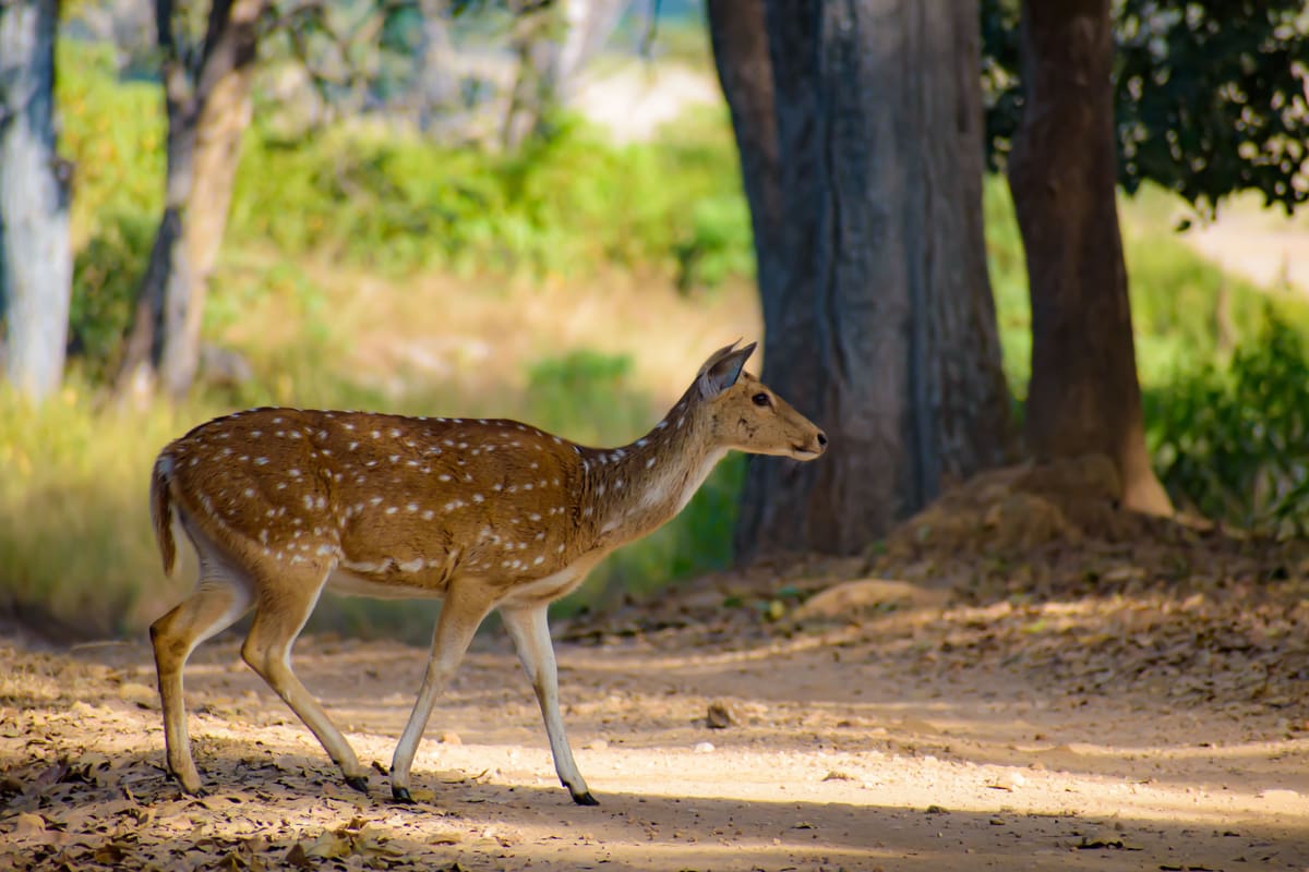 Kanha National Park, Madhya Pradesh