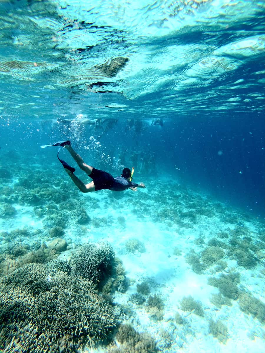 Snorkelling / house reef excursions, Maldives
