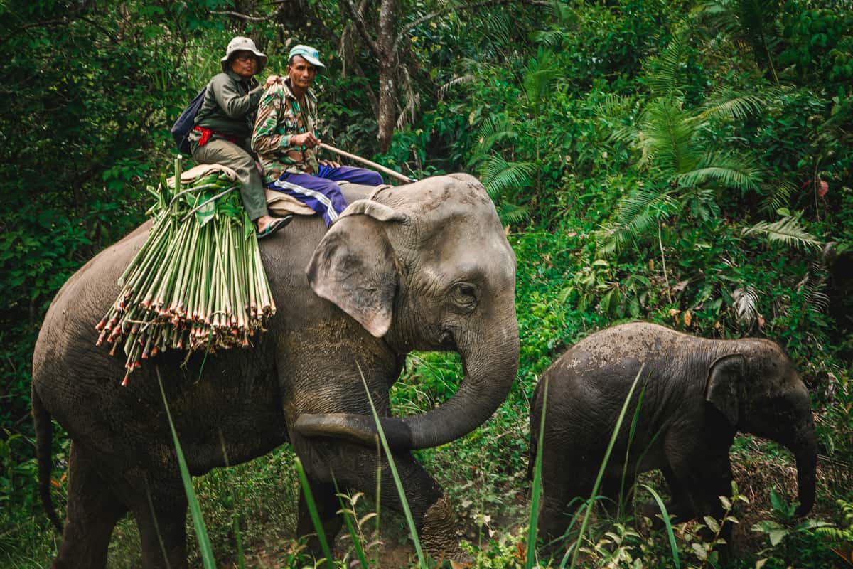 Chitwan National Park, Nepal