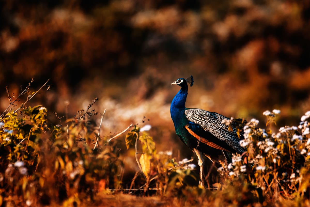 Gorumara National Park, North Bengal