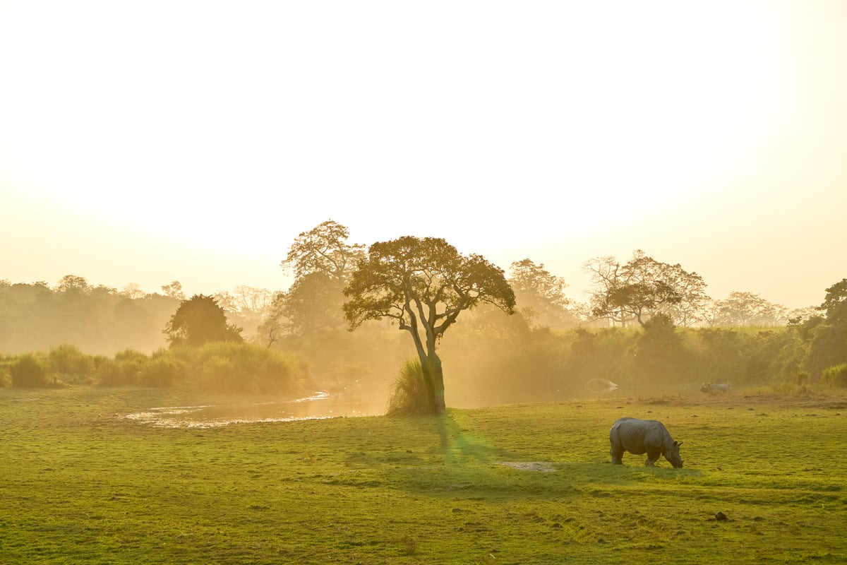 Jaldapara National Park, North Bengal