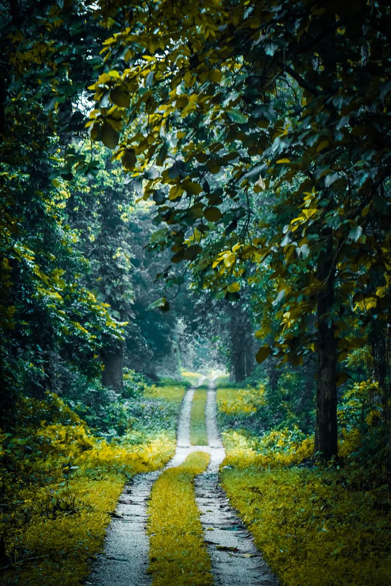 Jaldapara National Park, North Bengal