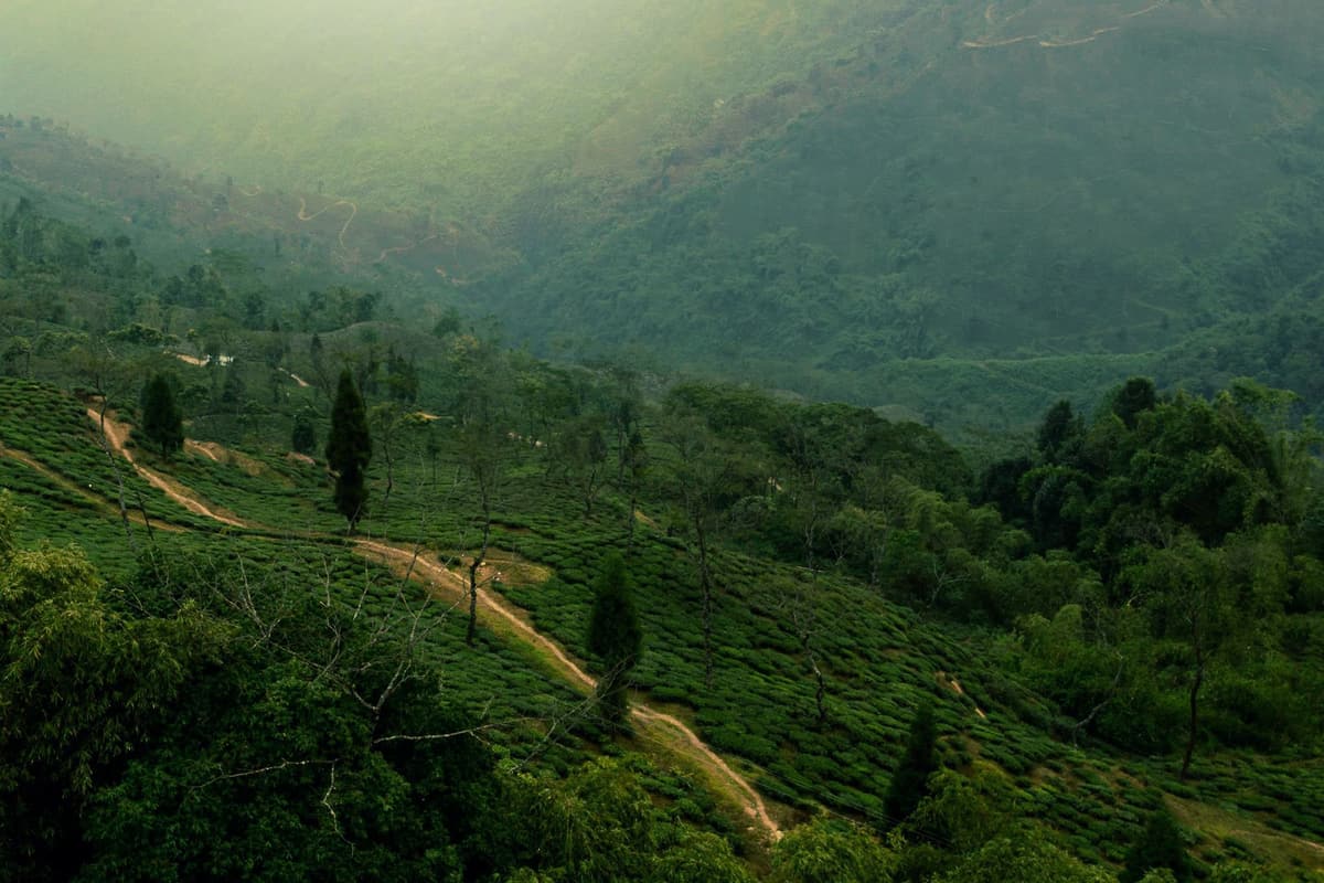 Lava & Lolegaon, North Bengal