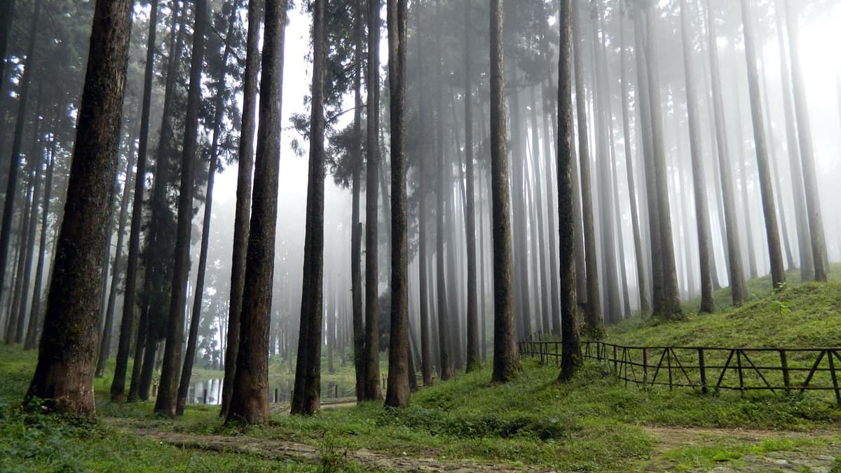 Lava & Lolegaon, North Bengal