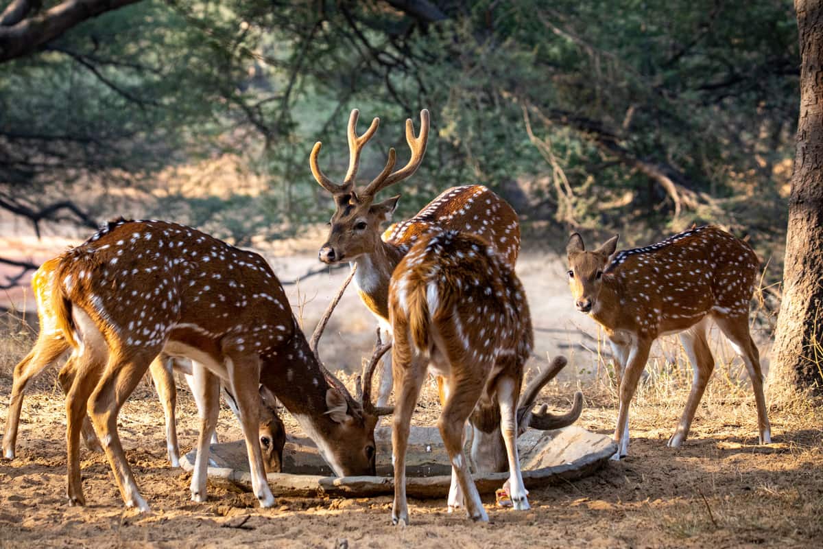 Jhargram Deer Park, Purulia & Jhargram