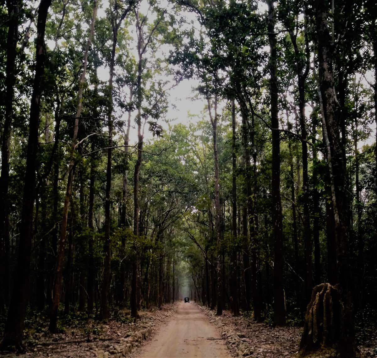 Jhilimili forests, Purulia & Jhargram