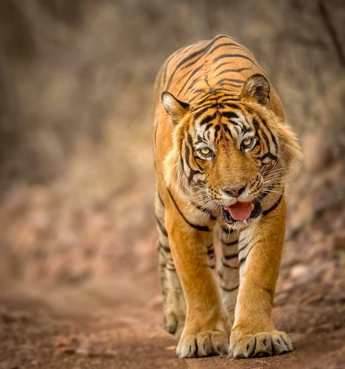 Ranthambore National Park, Rajasthan