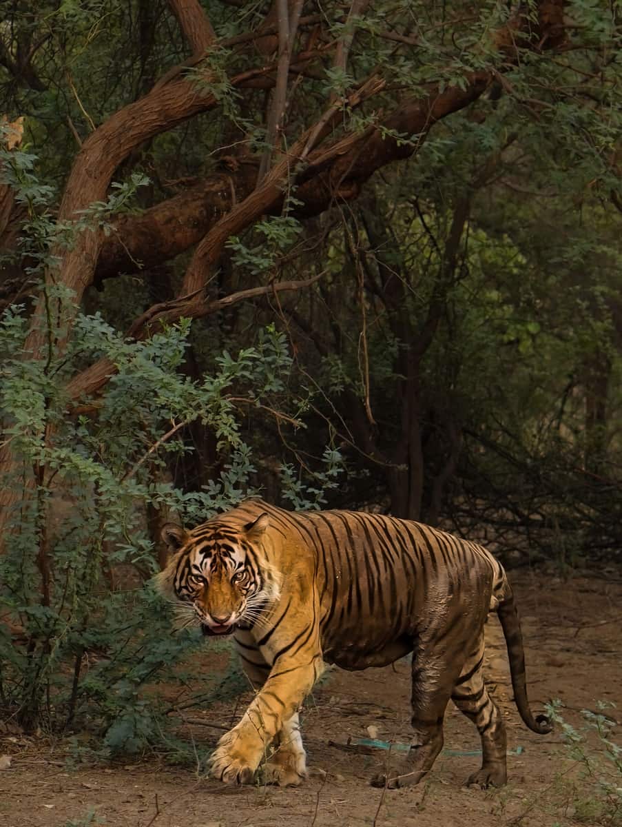 Ranthambore National Park, Rajasthan